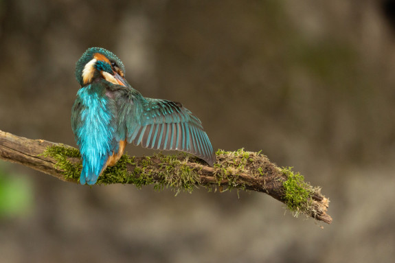 avn ijsvogel, Jeannette Schenk