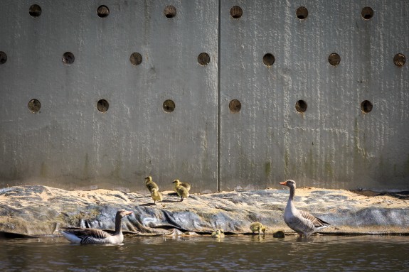 Amstelveen oeverzwaluw ganzen
