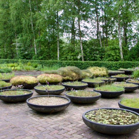 Schalen met verschillende biotopen