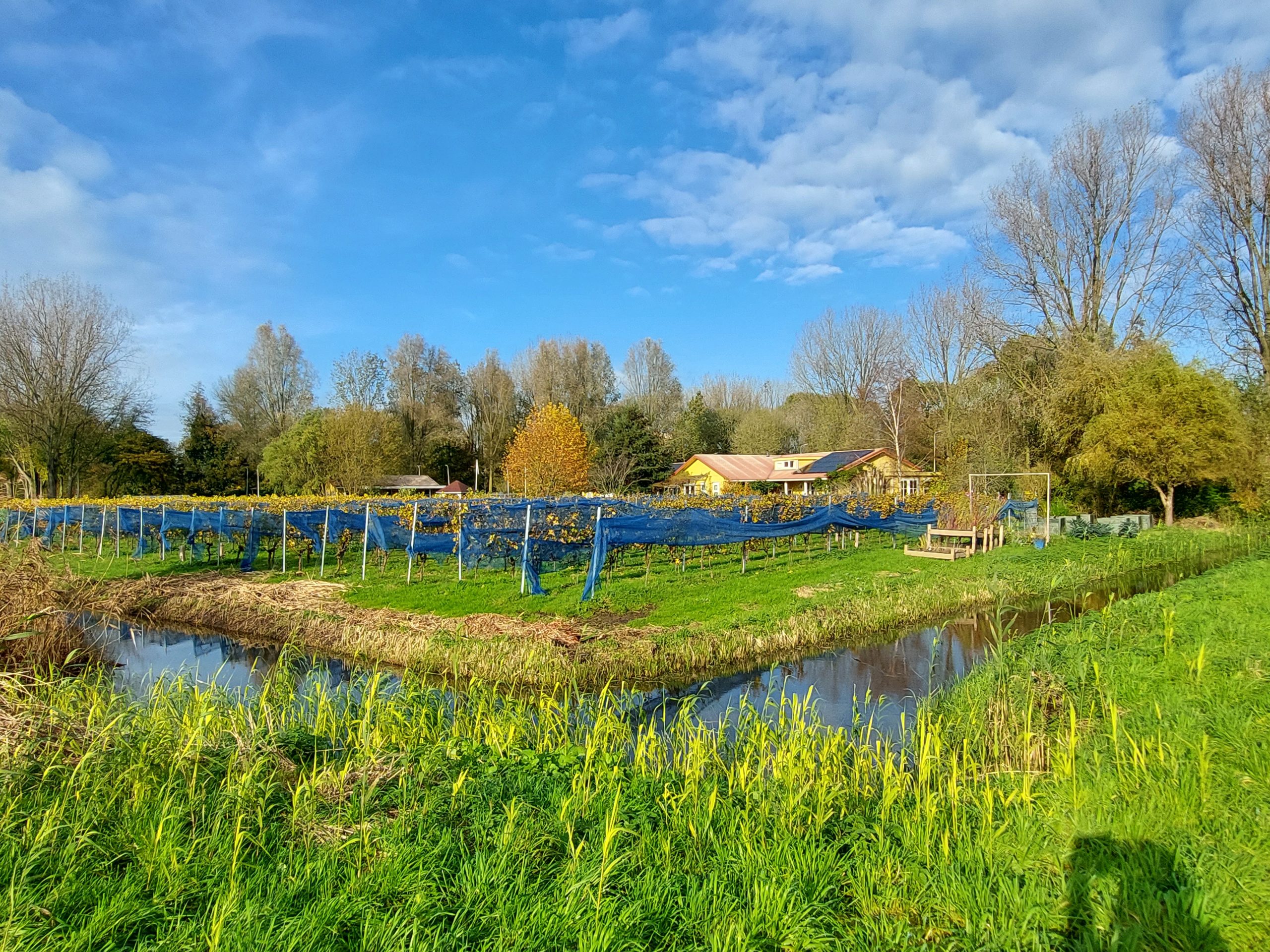 Wijngaard De Amsteltuin vanaf het wandelpad
