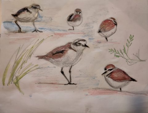 Getekende vogels met rode accenten omgeven door gras.