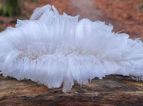IJshaar op een tak, met fijne, witte kristalachtige vezels tegen een wazige bosachtergrond.