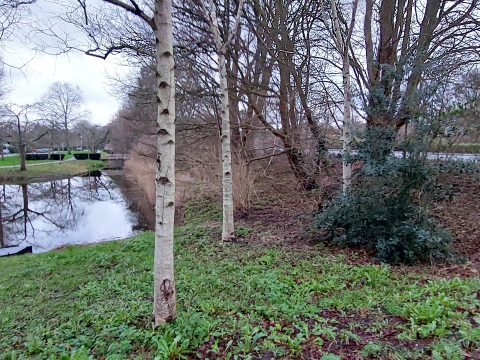 Bomen langs een rustige, met bomen omzoomde vijver in een park. Een brug is zichtbaar op de achtergrond.