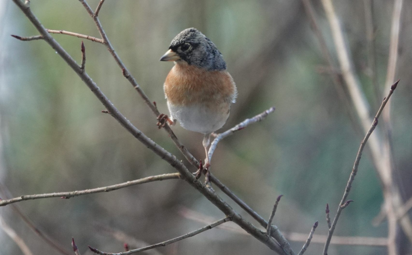Een vogel rust op een dunne, kale tak in een wazige, natuurlijke omgeving.