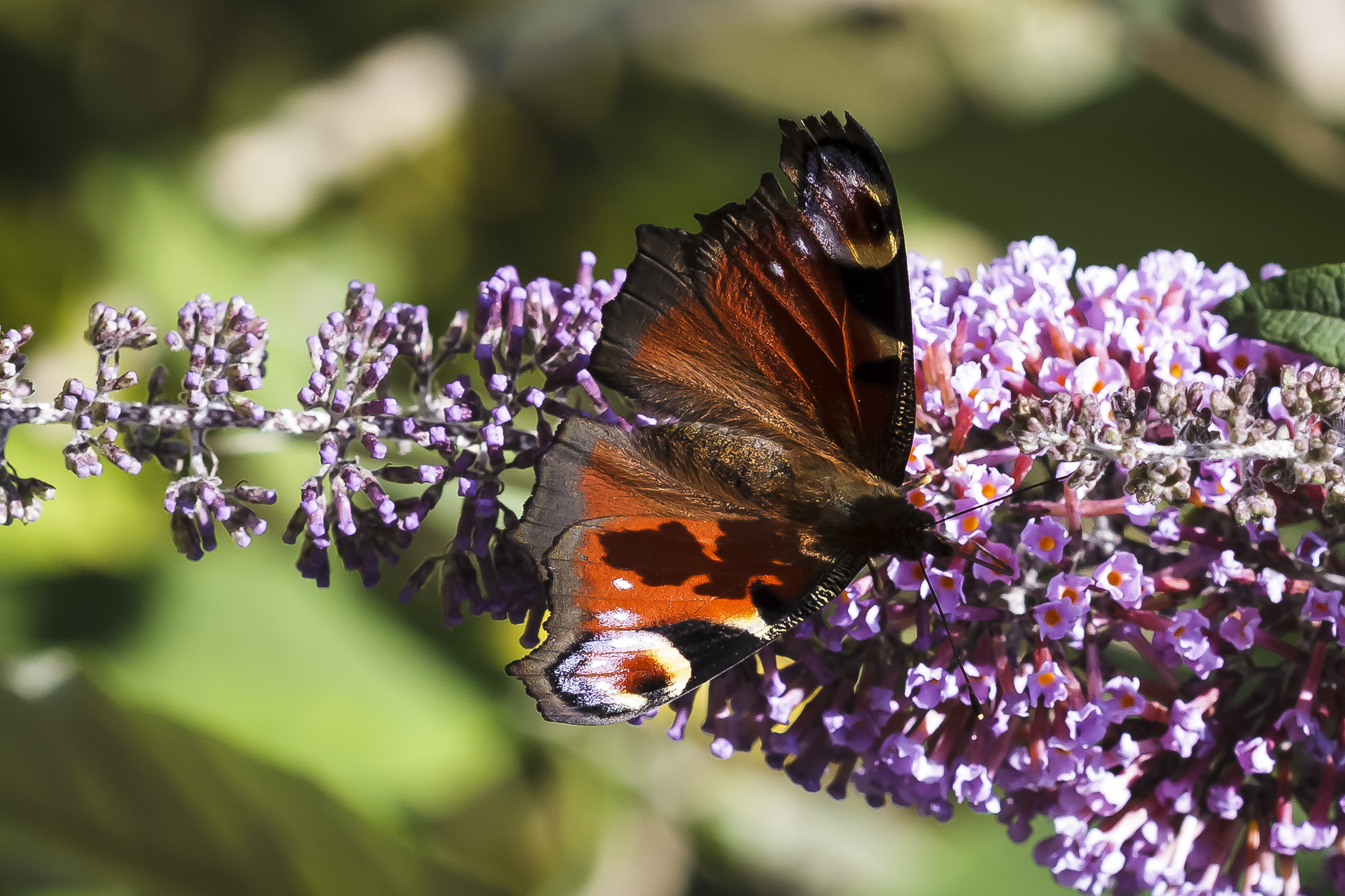 Vlinder voedt zich op paarse bloemen, vleugels wijd open in het zonlicht.