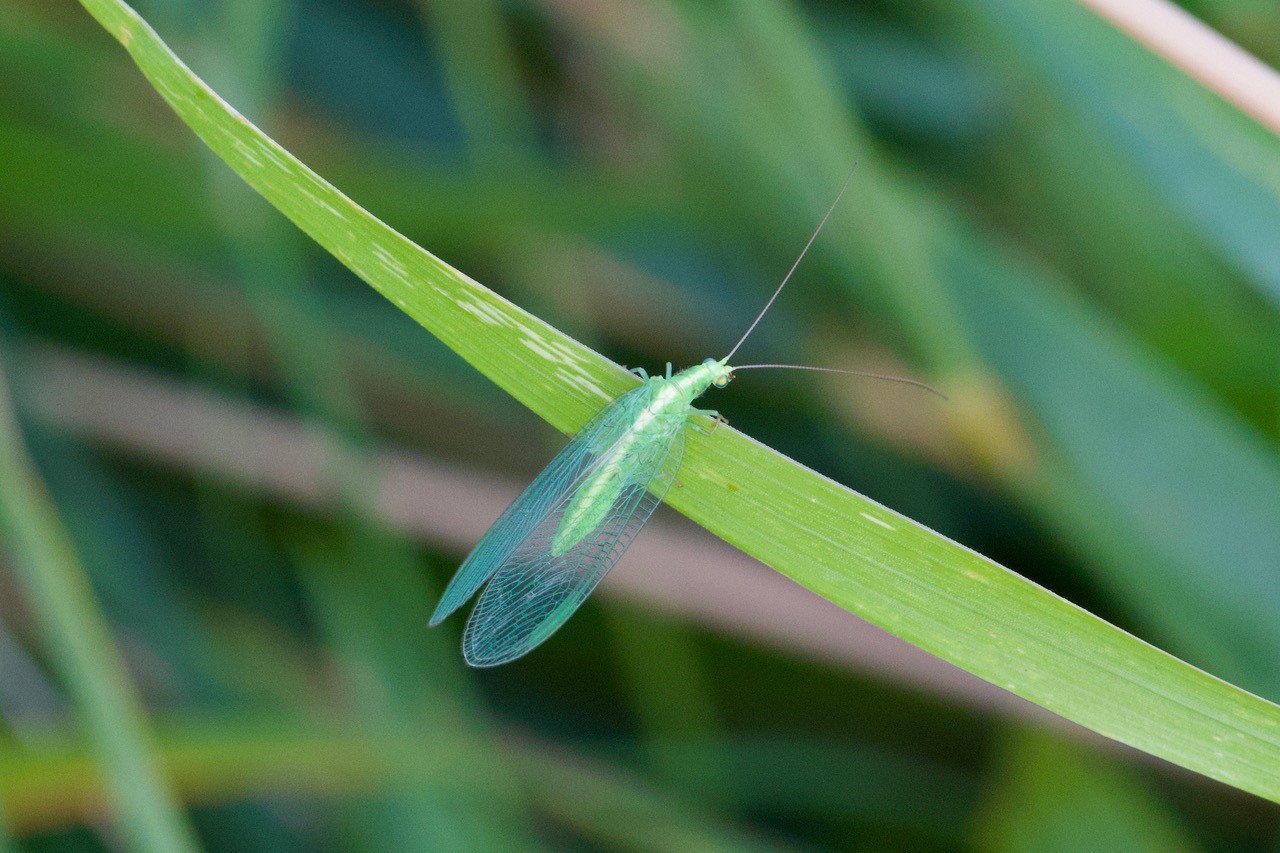 Groene gaasvlieg op een grasspriet, met delicate, doorschijnende vleugels zichtbaar.