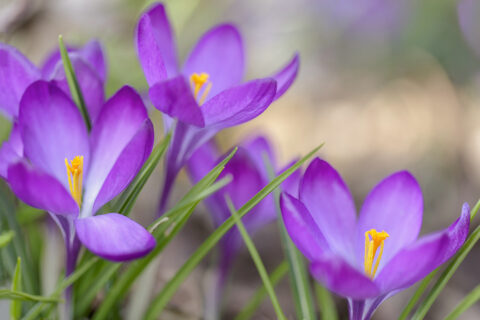 Paarse krokussen met gele meeldraden, omgeven door groen gras, tegen een vervaagde achtergrond.