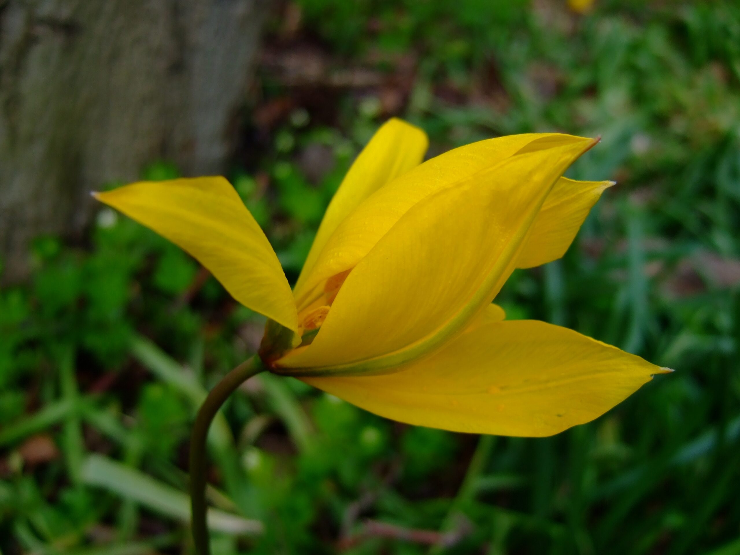 Gele bloem in volle bloei tegen een achtergrond van groene bladeren.