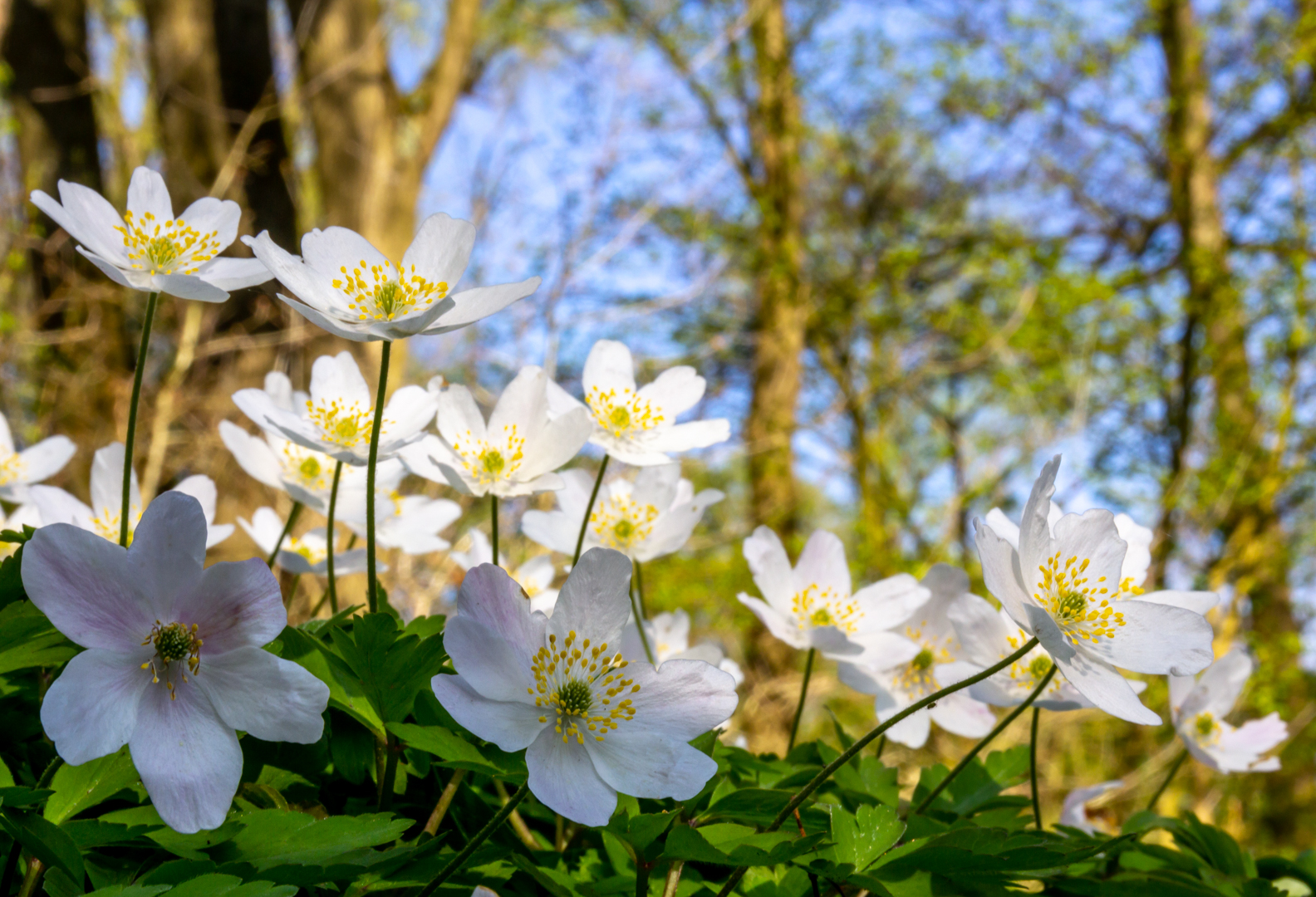 Witte anemonen bloeien onder bomen in een bos met een heldere blauwe lucht.
