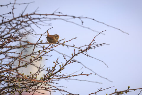 Een bruine vogel zingt op kale takken tegen een blauwe lucht.