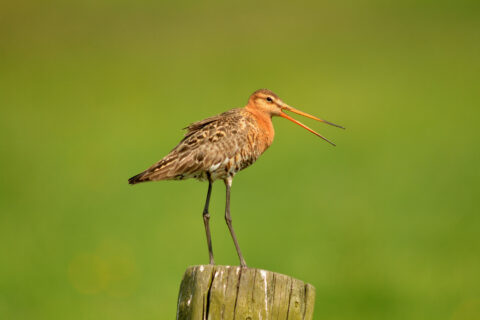 Grutto op een paal met open snavel, tegen een groene achtergrond.