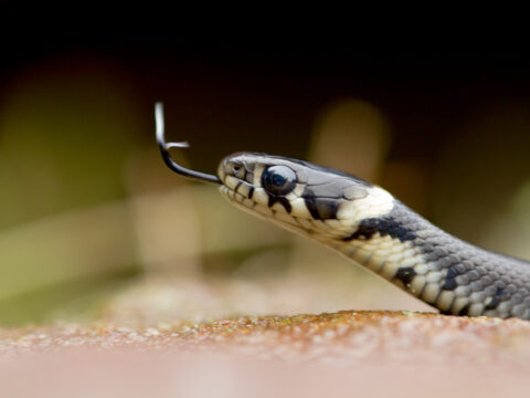 Close-up van een slang met gespleten tong, kruipend over een oppervlakte in de natuur.