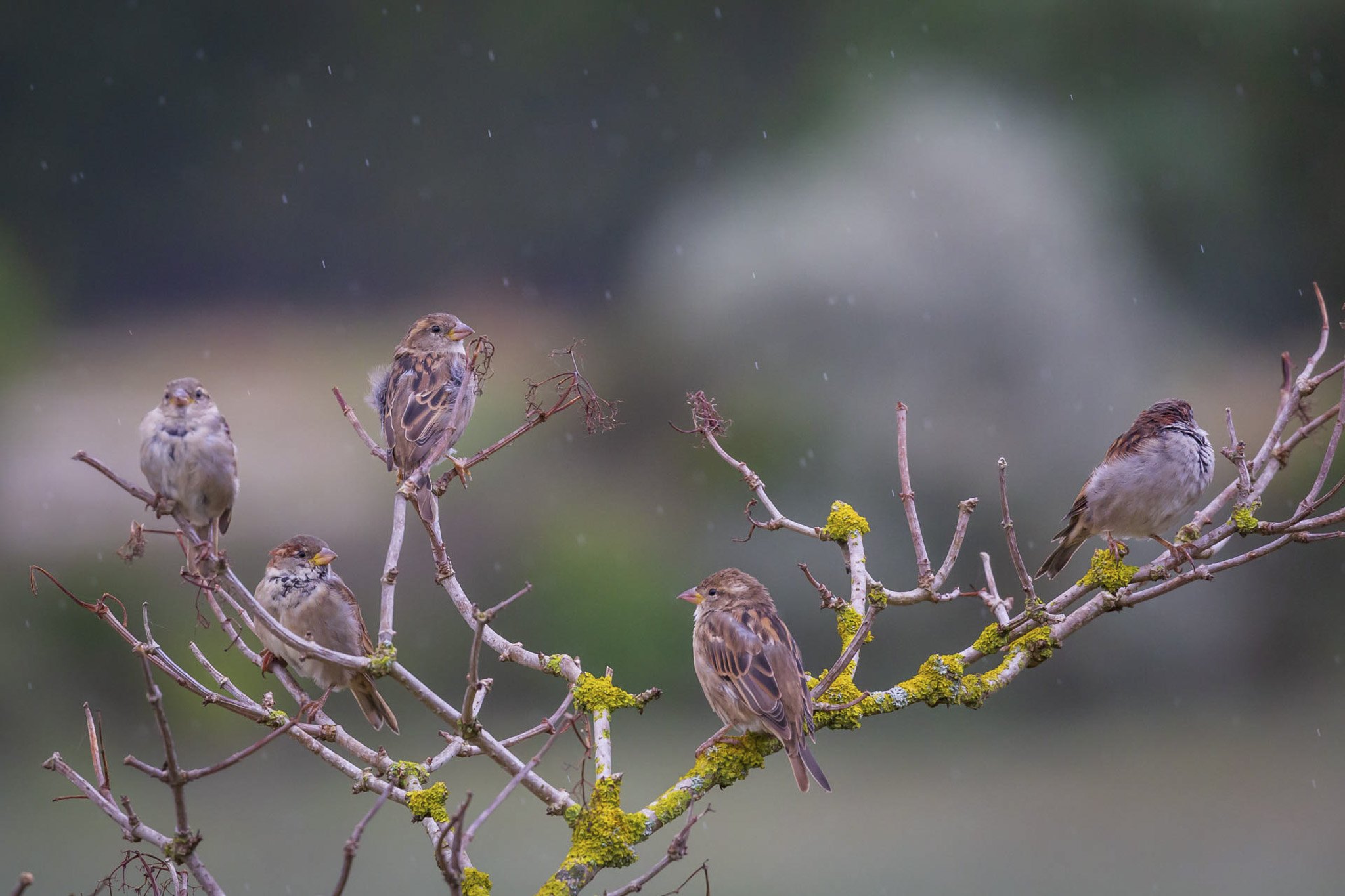 Vijf mussen op een met mos bedekte tak tijdens lichte regenval, tegen een wazige achtergrond.