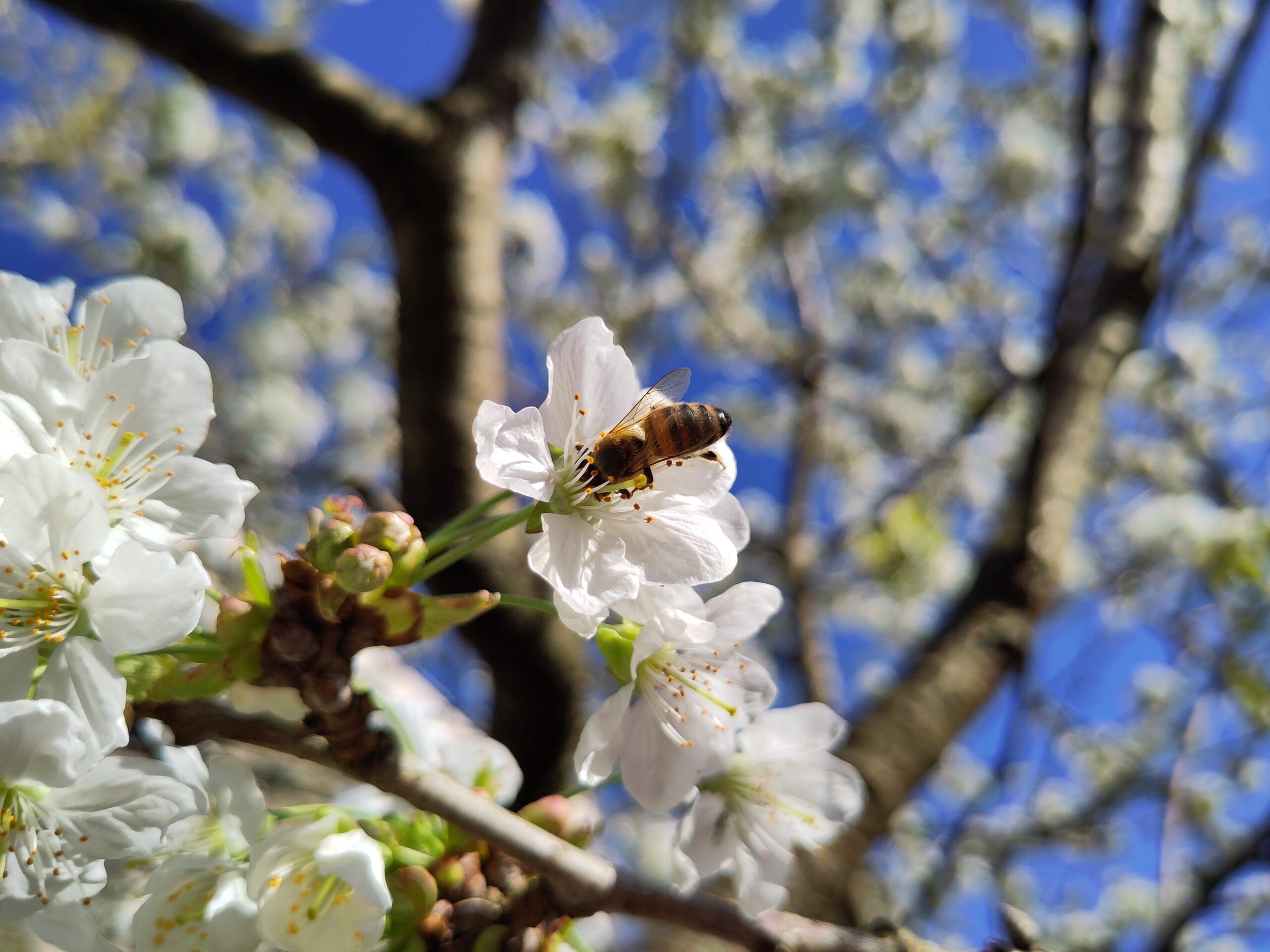 Bij op witte bloem tegen blauwe lucht en boomtakken.