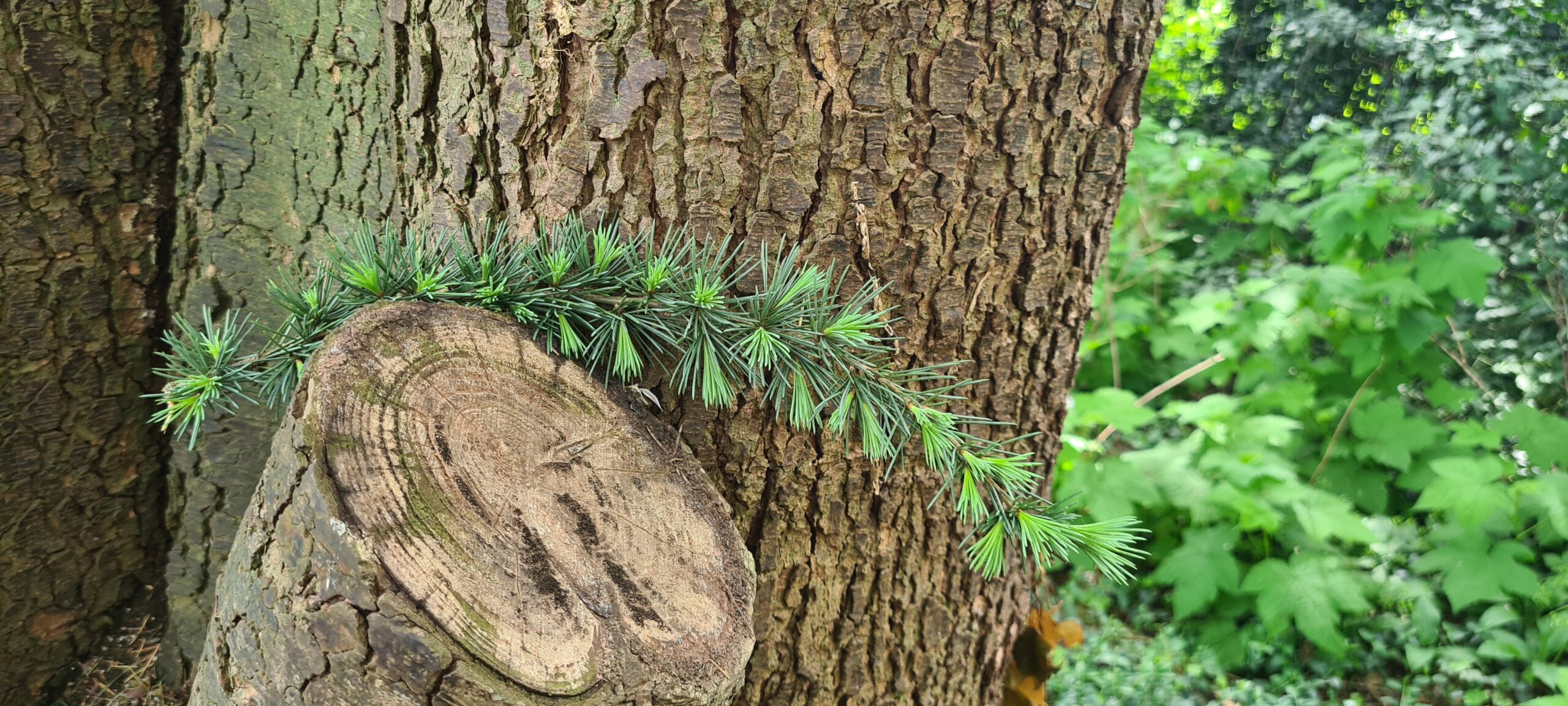 Boomstam met afgezaagde tak en groen dennentakje eroverheen, omringd door groene bladeren.