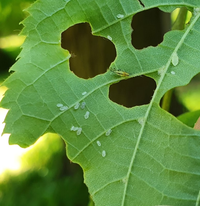 Groen blad met gaten en kleine witte insecten erop.