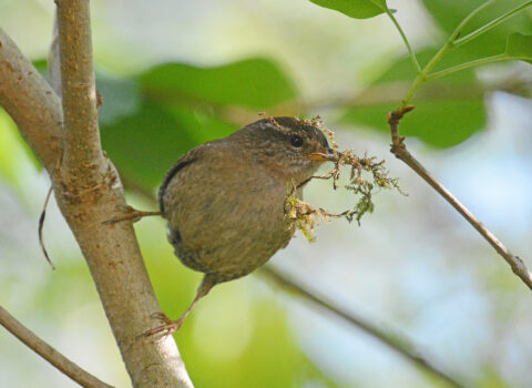 Klein bruin vogeltje in boomtak, houdend takje met mos in snavel vast. Groene achtergrond.