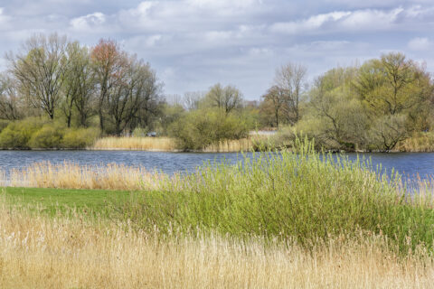 Landschap met rivier, riet, groene struiken en kale bomen onder een bewolkte lucht.