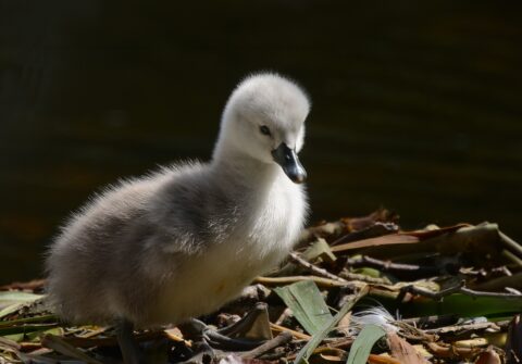 Een jong zwaantje op een nest van bladeren aan de waterkant, belicht door zonlicht.