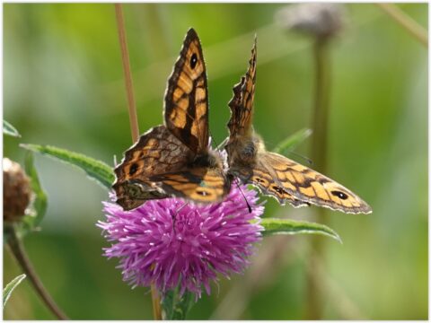 Twee vlinders op een paarse bloem tegen een wazige, groene achtergrond.
