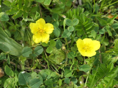 Twee gele bloemen omringd door groene blaadjes in het gras.
