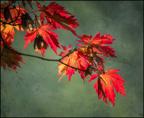 Tak met felrode herfstbladeren en zaadpeulen tegen een zachte, groene achtergrond.