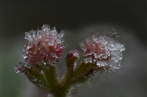 IJs bedekt roze bloemknoppen, macrofotografie met een wazige achtergrond.