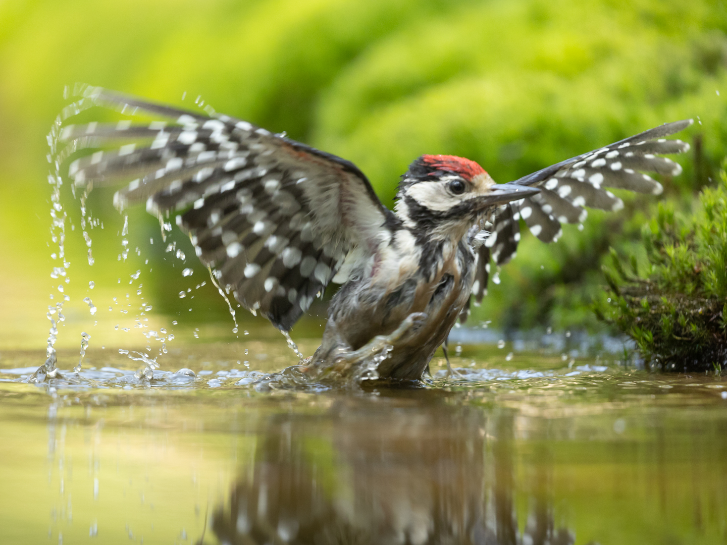 Specht met gespreide vleugels spettert in water, omringd door groene achtergrond.