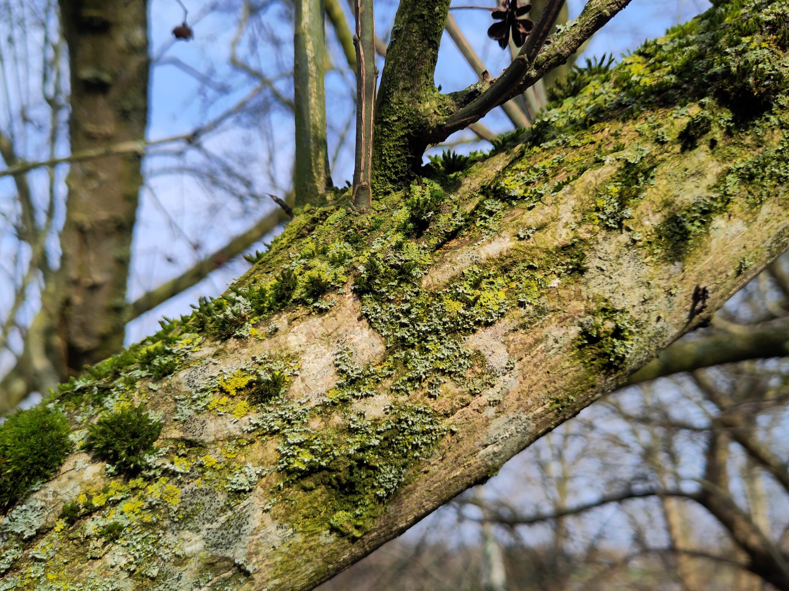 Boomtak met groene mos en korstmos tegen een wazige achtergrond met kale bomen.