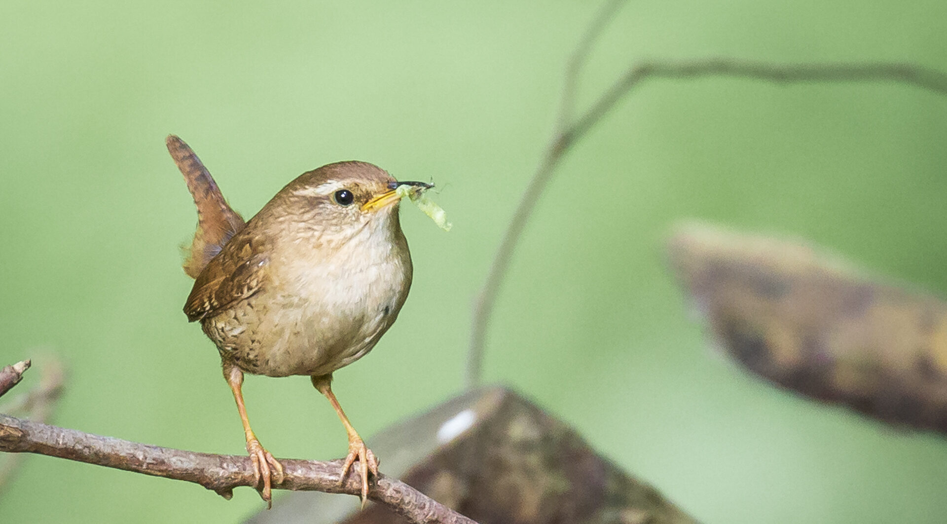 Een bruine vogel met insect in snavel, zittend op een tak met groene achtergrond.