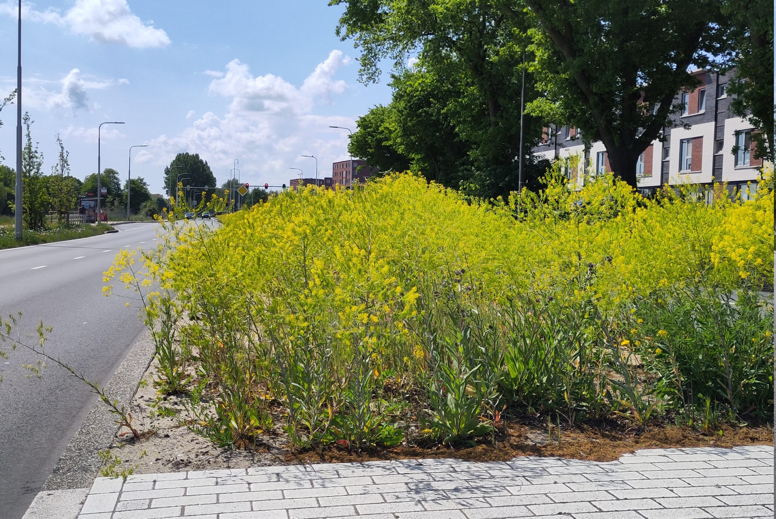 Gele bloemen naast een weg, met huizen en bomen op de achtergrond onder een blauwe lucht.