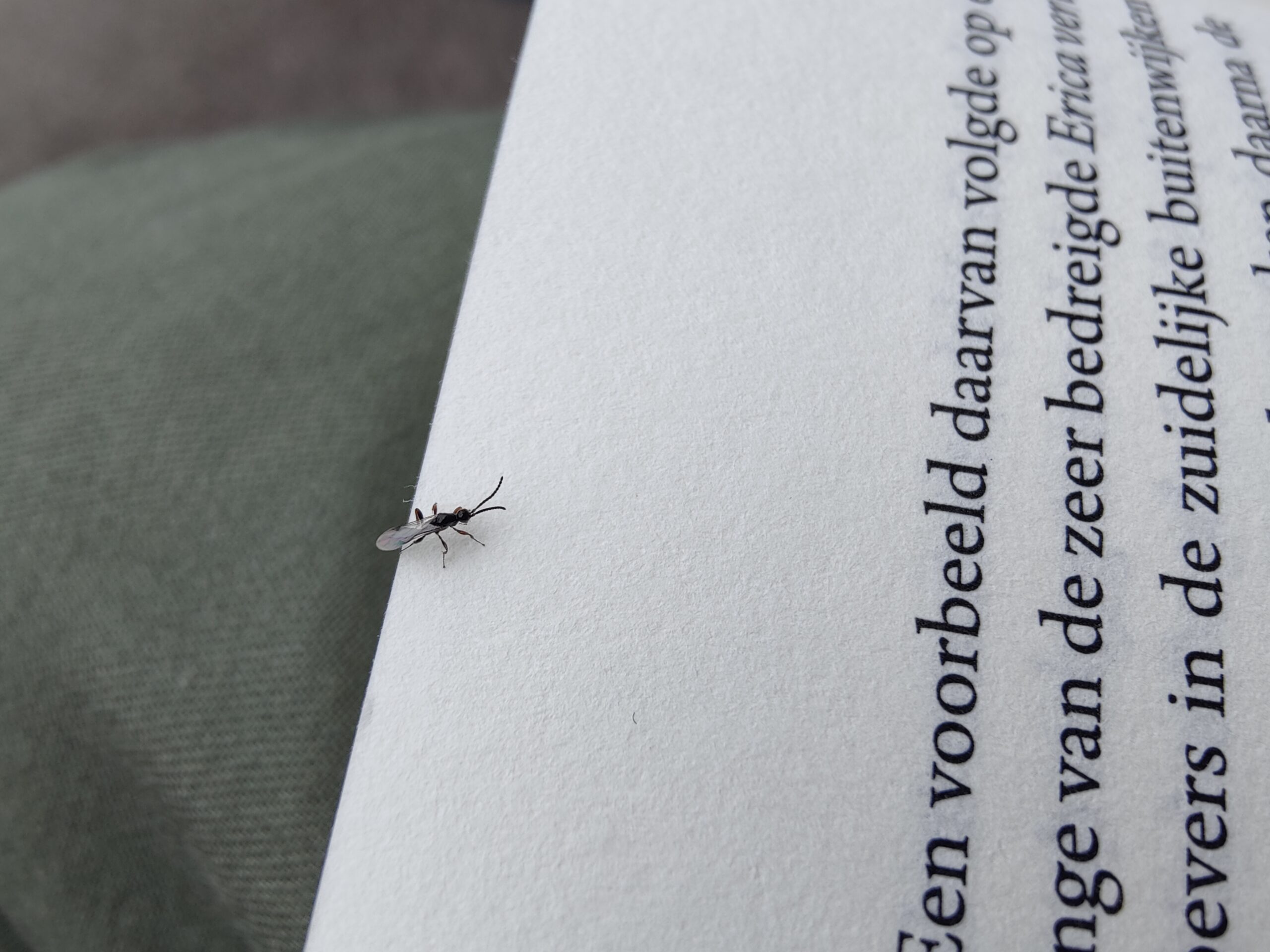 Een klein insect op een pagina met tekst.