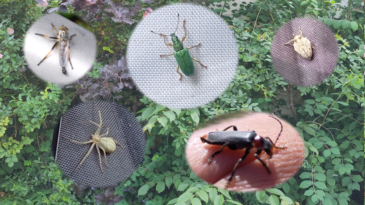 Vijf insecten close-ups tegen een groene achtergrond met bladeren.