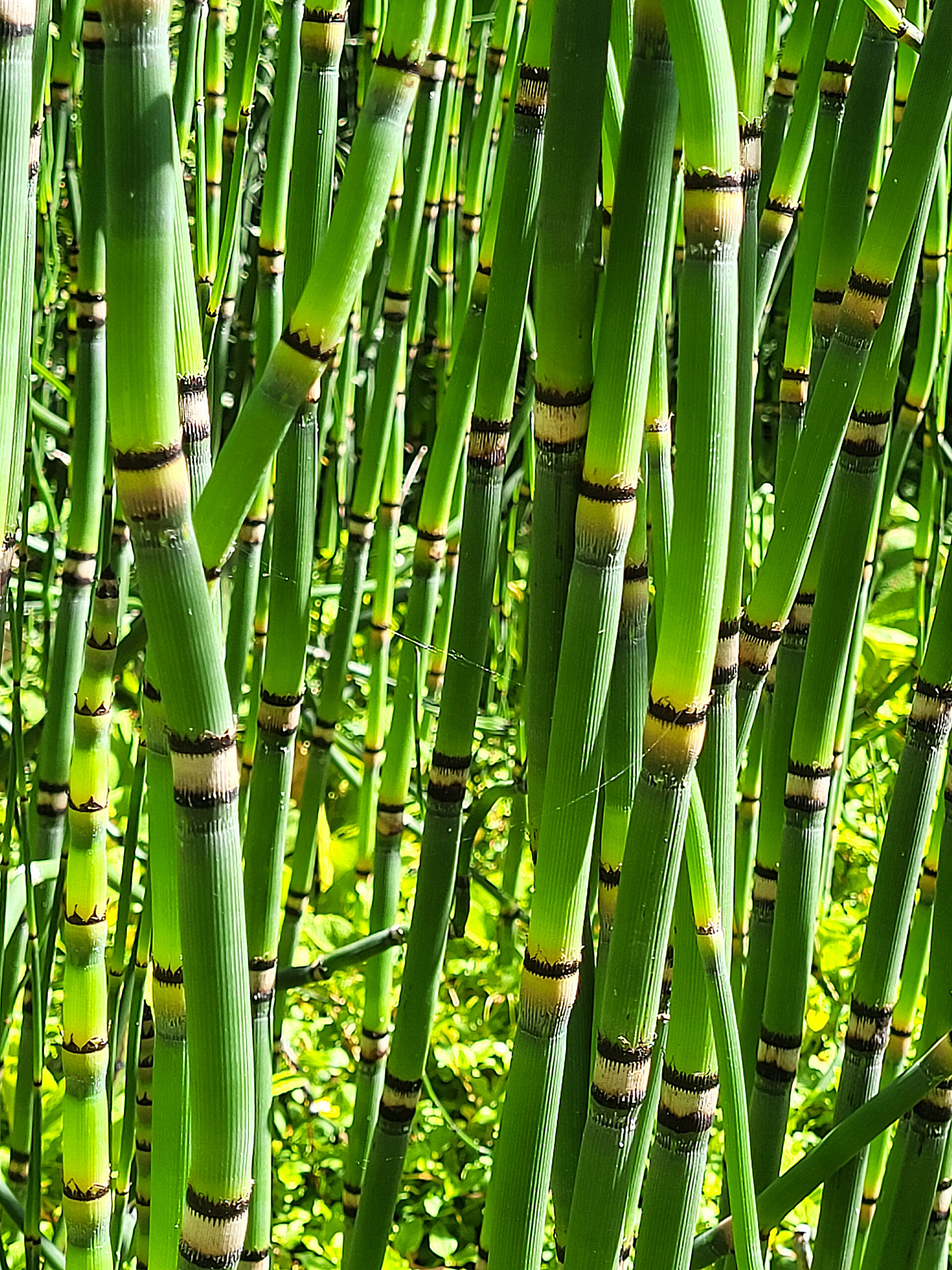 Groene bamboe-achtige stengels in zonlicht, met opvallende zwarte en gele segmenten.