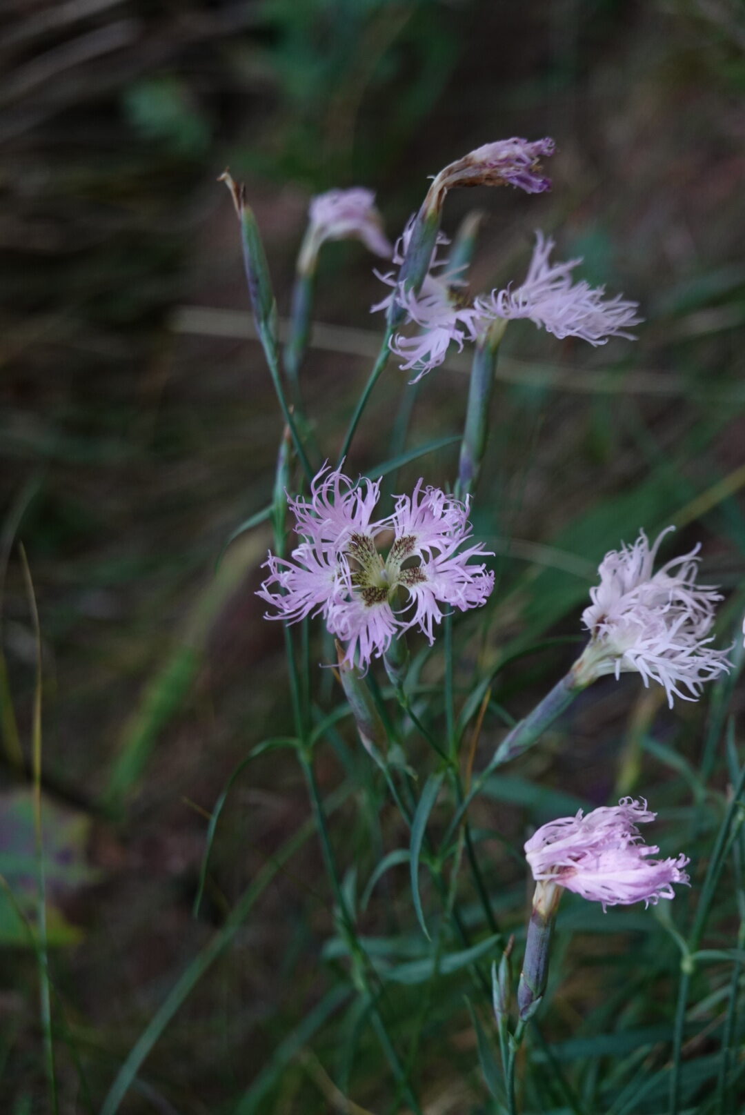 Roze bloemen met fijne, gekartelde bloemblaadjes tegen een donkere, groene achtergrond.