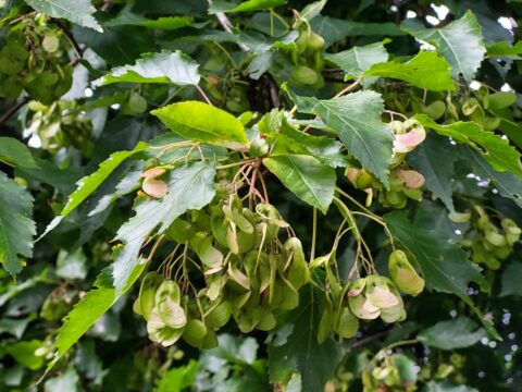 Amoer-esdoorn in de Bijlmer