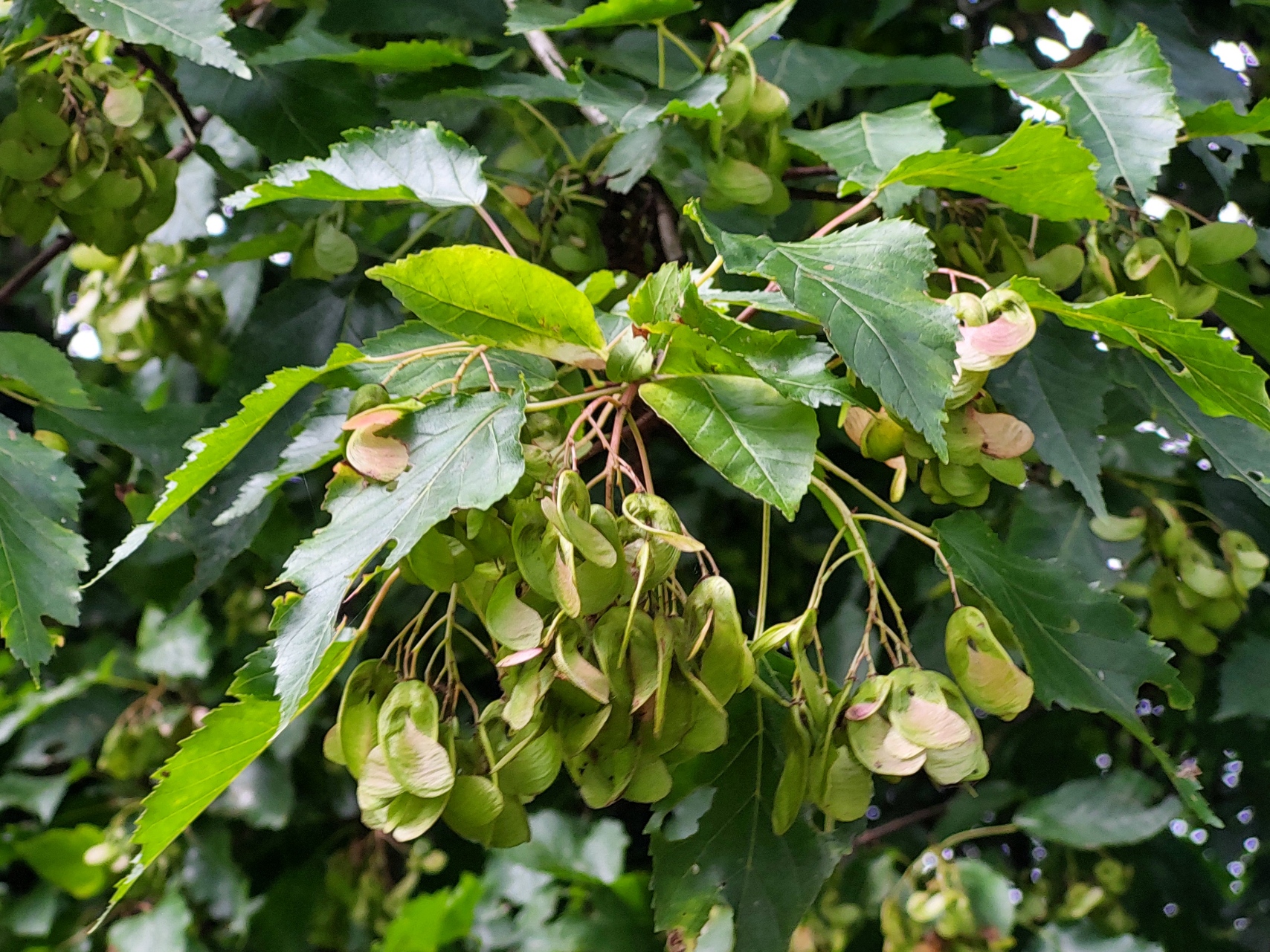 Amoer-esdoorn in de Bijlmer