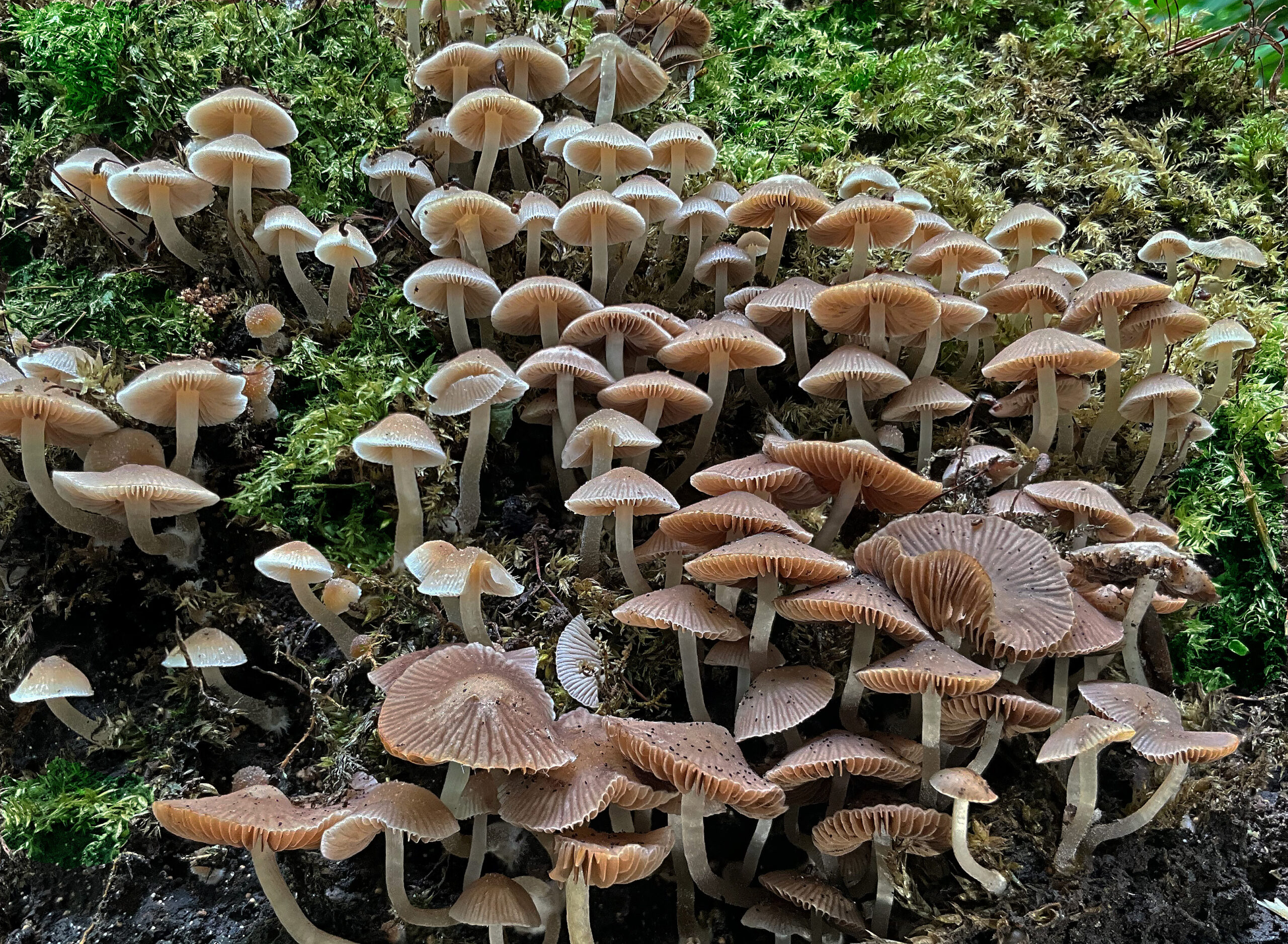 Groep kleine paddenstoelen met bruine hoedjes groeit op mosrijke ondergrond.