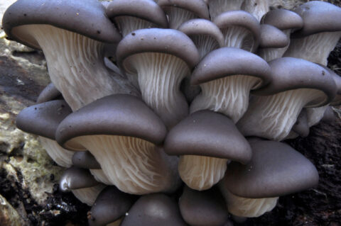 Cluster van oesterzwammen met grijze hoeden en witte lamellen op een houtachtige ondergrond.