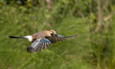 Vliegende vogel met blauw-zwarte vleugels tegen een groene, wazige achtergrond.
