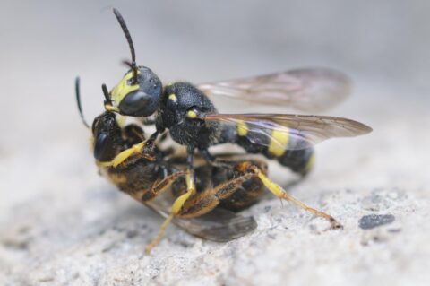 Close-up van een zwarte en gele wesp die een andere insect aanvalt op een lichtgrijze ondergrond.