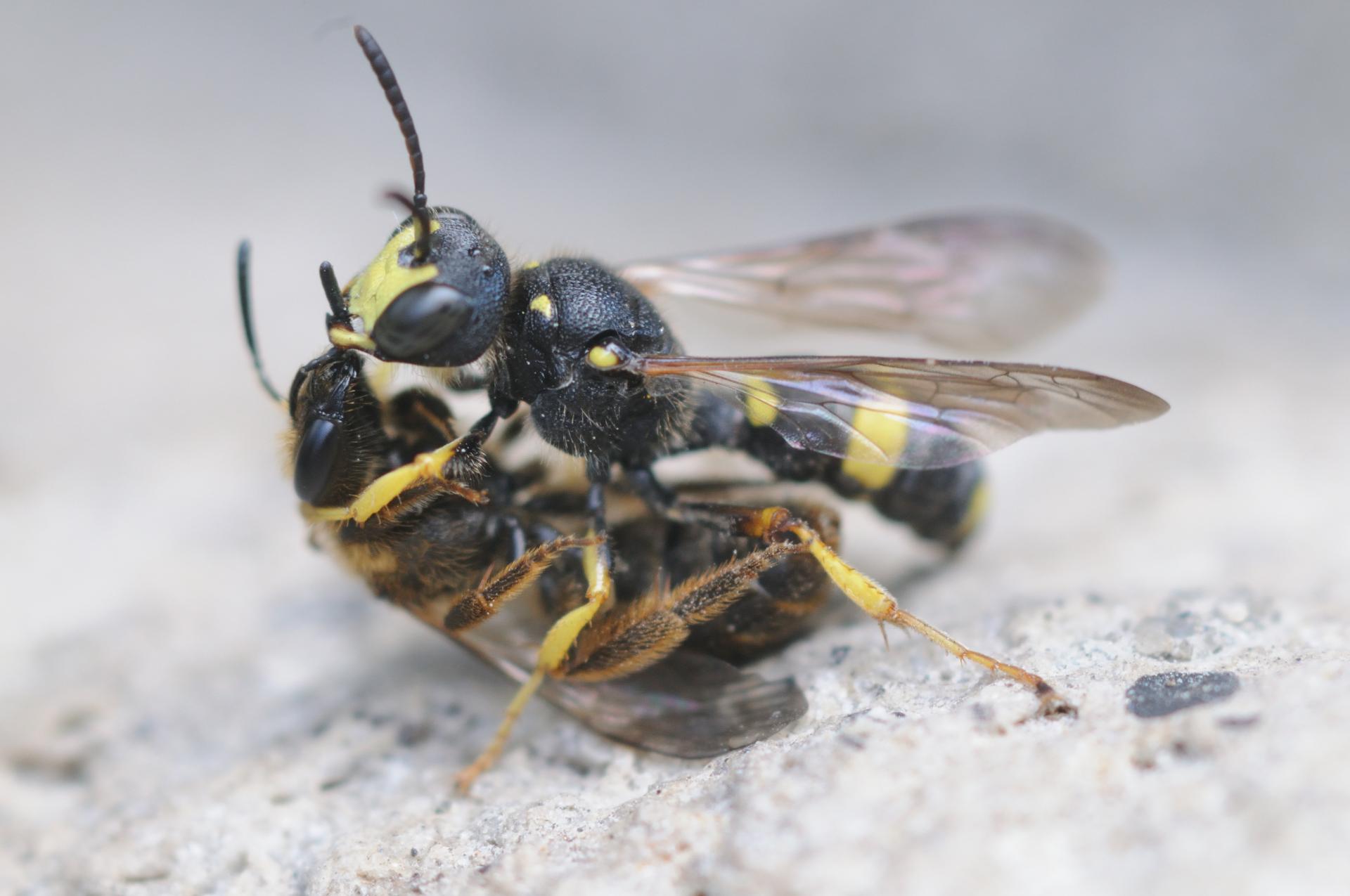 Close-up van een zwarte en gele wesp die een andere insect aanvalt op een lichtgrijze ondergrond.
