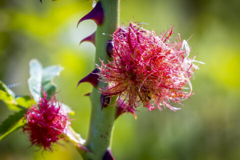 Roze gal op een stekelige rozentak in de zon, met onscherpe groene achtergrond.