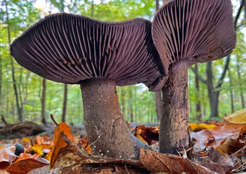 Twee paarse paddenstoelen groeien tussen herfstbladeren in een bos.