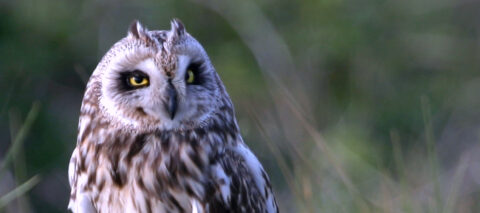 Uil met gele ogen staart in de lens, met een groene, wazige achtergrond.
