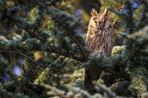 Uil verscholen tussen groene dennentakken, met zonlicht op zijn veren.