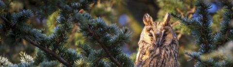 Uil rust tussen groene dennentakken met zacht, strijklicht op de achtergrond.