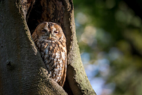 Uil rust in holle boom, ogen half gesloten, zonlicht op verenkleed, groene achtergrond.