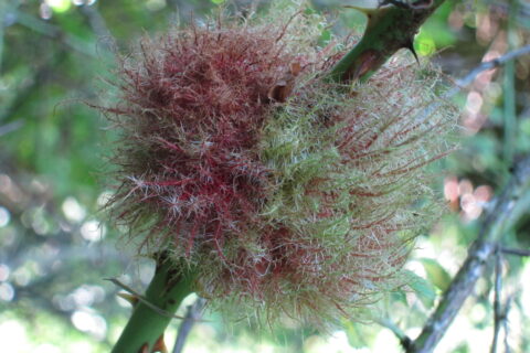 Haarige rode en groene gal op een plantstengel in een natuurlijke omgeving.