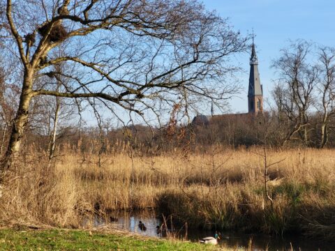 Boom met kale takken, kerk in de achtergrond, eenden in een kleine vijver op de voorgrond.